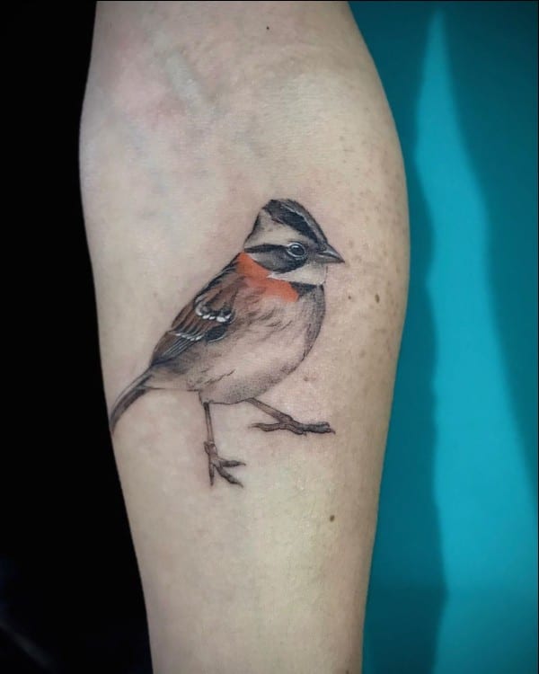 sparrow bird tattoos
